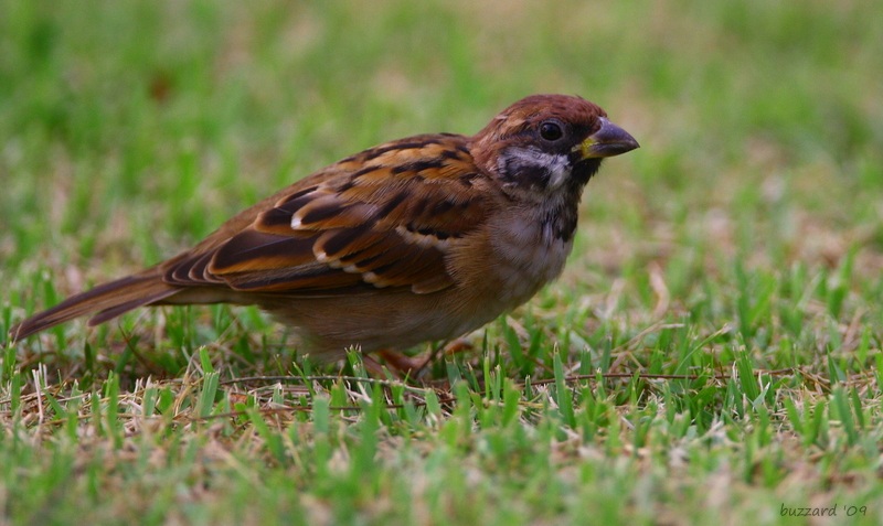 Eurasian Tree Sparrow