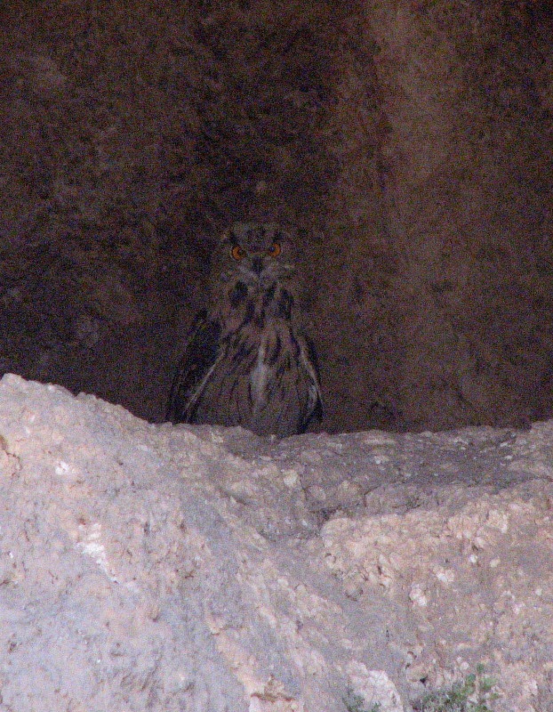 Eurasian Eagle-Owl