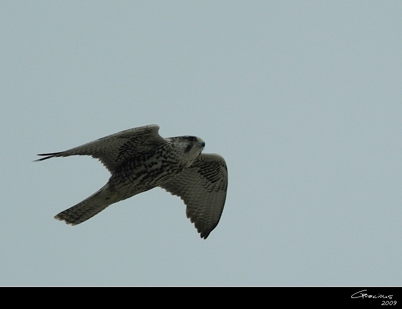 Saker Falcon