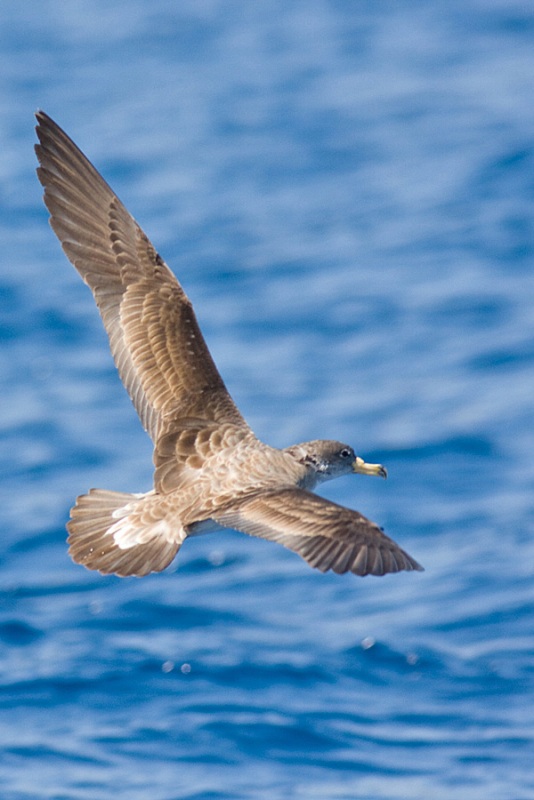 Scopoli`s Shearwater