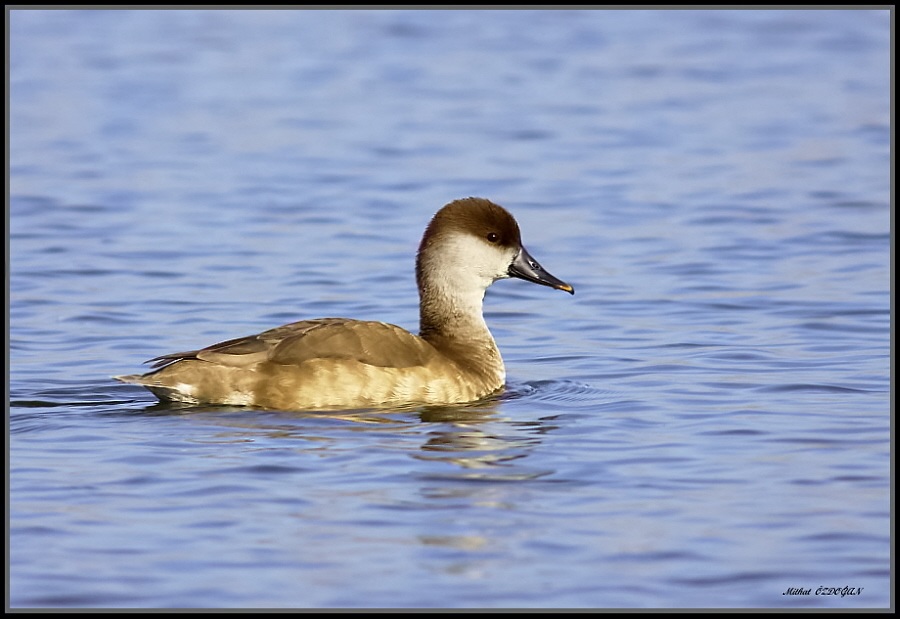 Red-crested Pochard