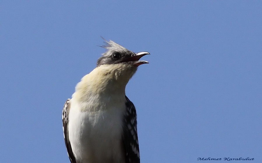 Great Spotted Cuckoo
