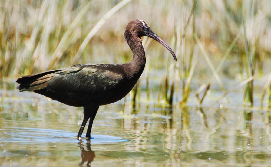 Glossy Ibis