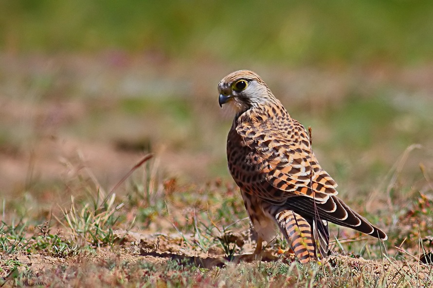 Common Kestrel