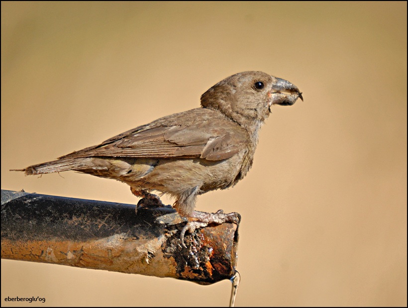 Red Crossbill