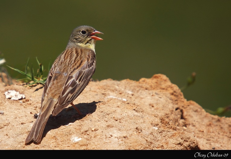 Ortolan Bunting