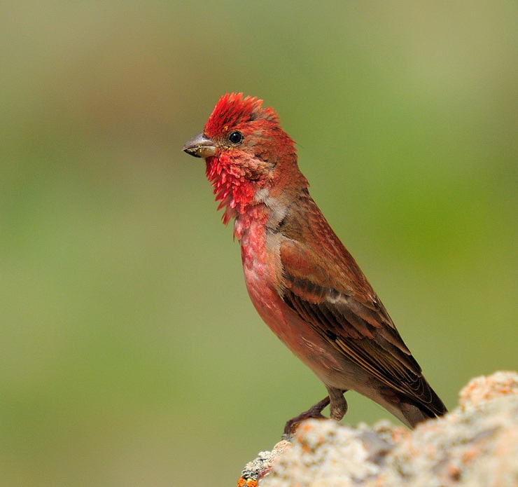 Common Rosefinch