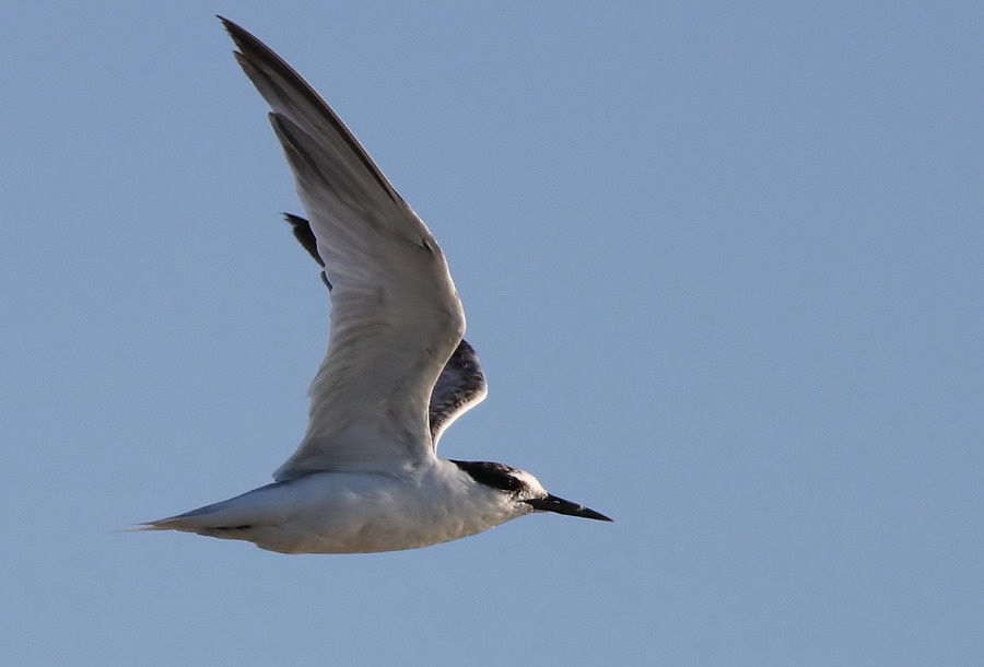 Little Tern