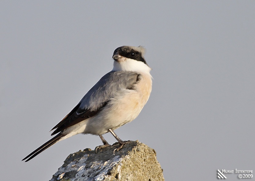 Lesser Grey Shrike