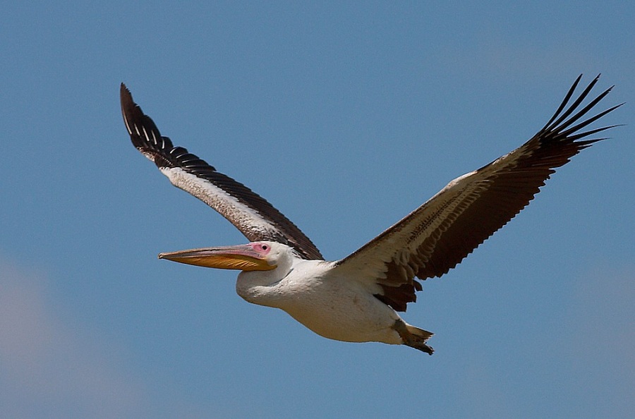 Great White Pelican