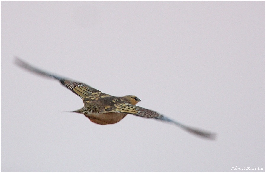 Pin-tailed Sandgrouse