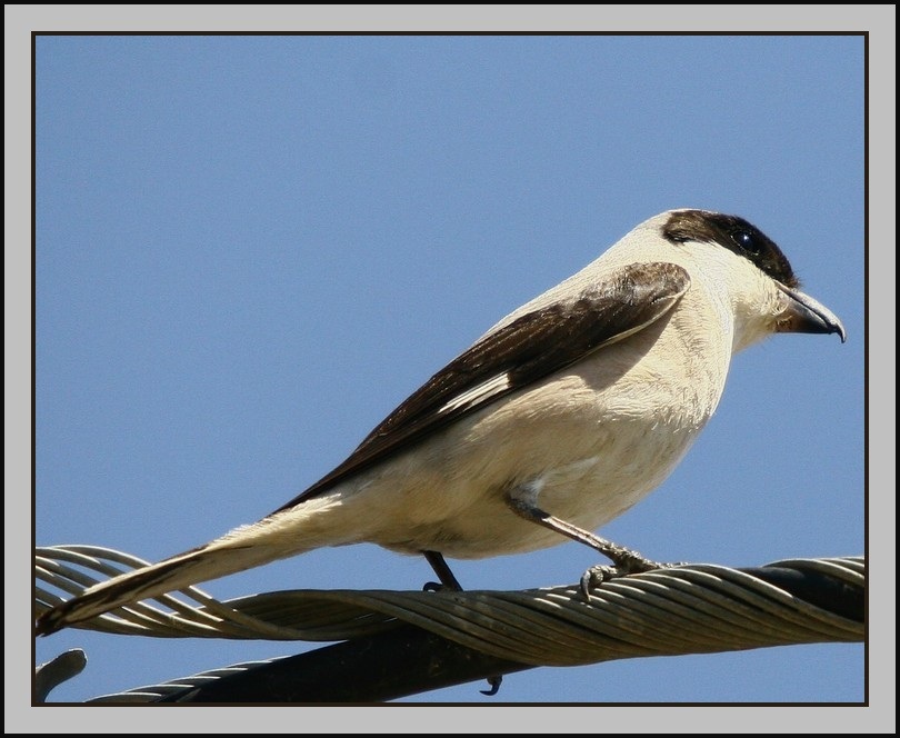 Lesser Grey Shrike