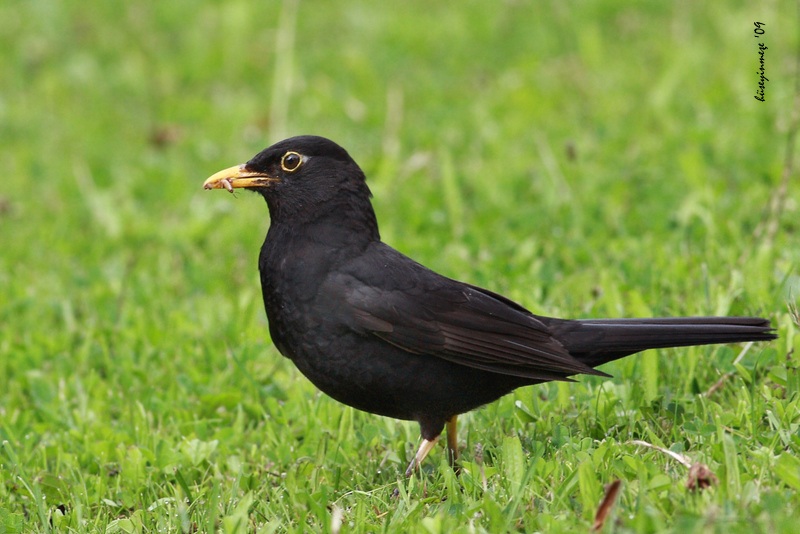 Common Blackbird