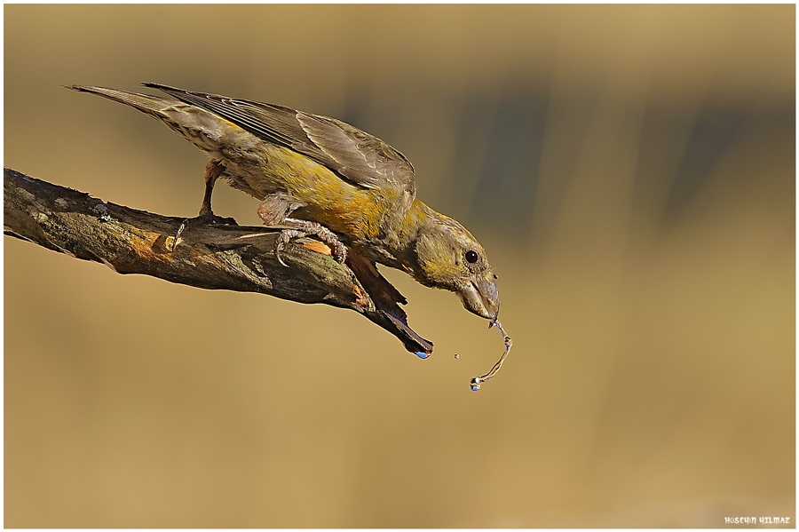 Red Crossbill