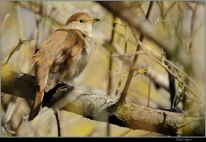 Common Nightingale