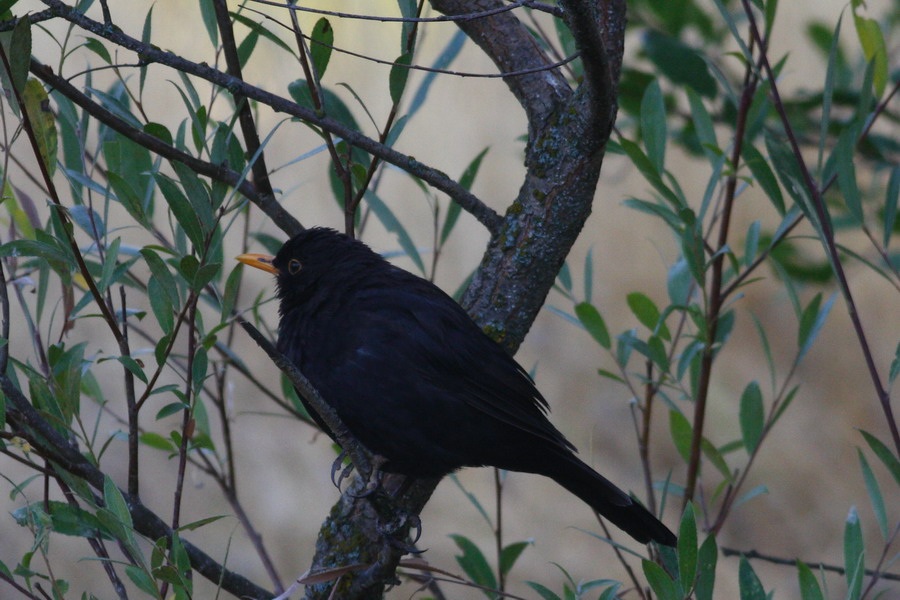 Common Blackbird