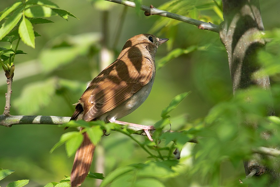 Common Nightingale