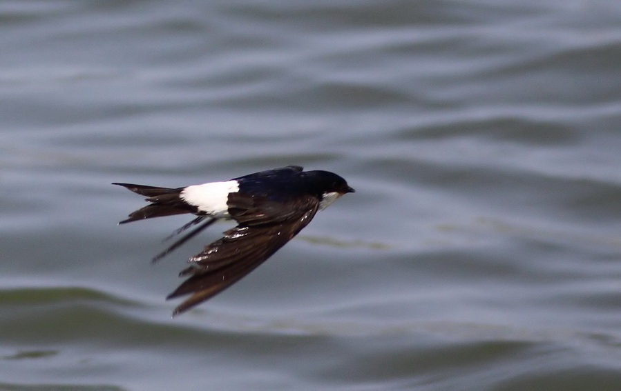 Western House Martin