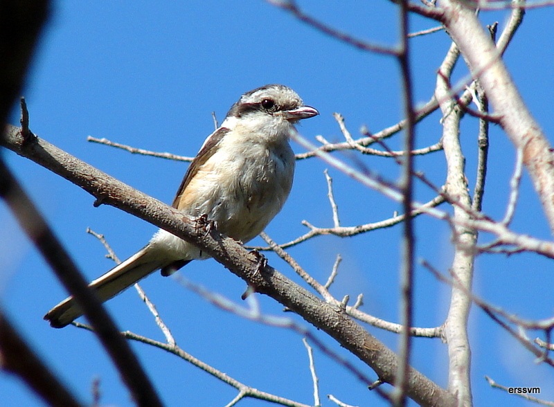 Masked Shrike