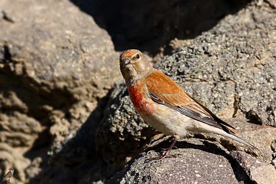 Common Linnet