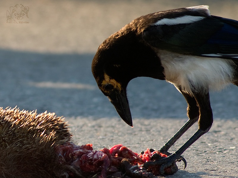 Eurasian Magpie