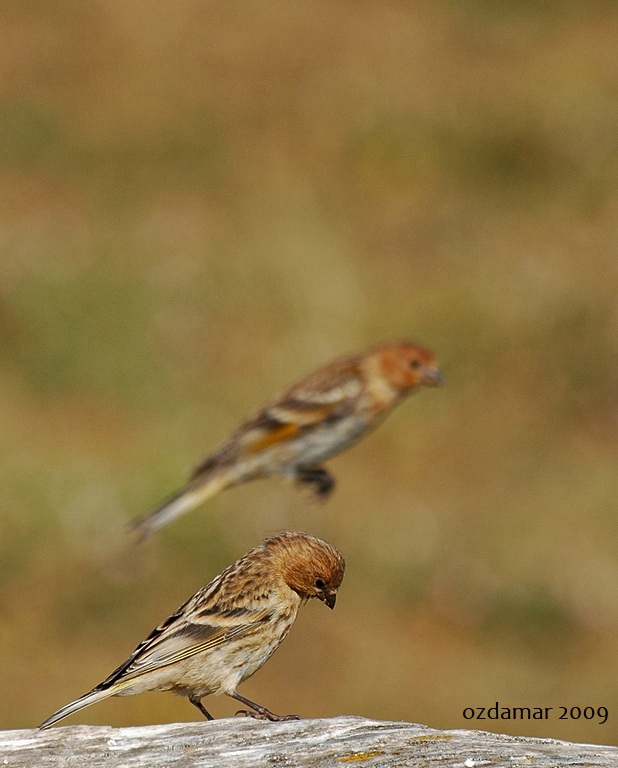 Red-fronted Serin