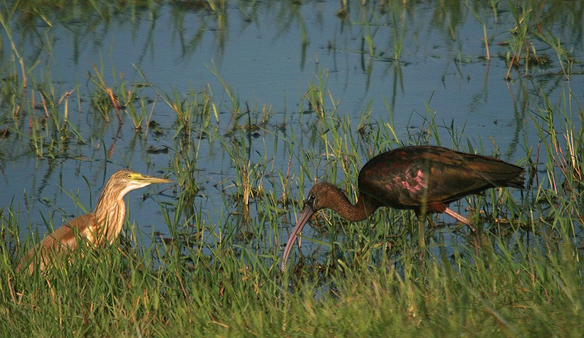 Glossy Ibis