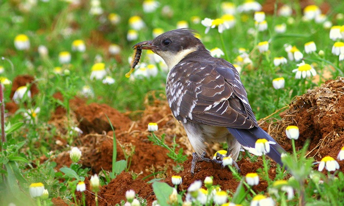 Great Spotted Cuckoo