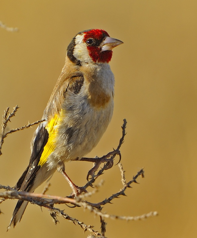 European Goldfinch