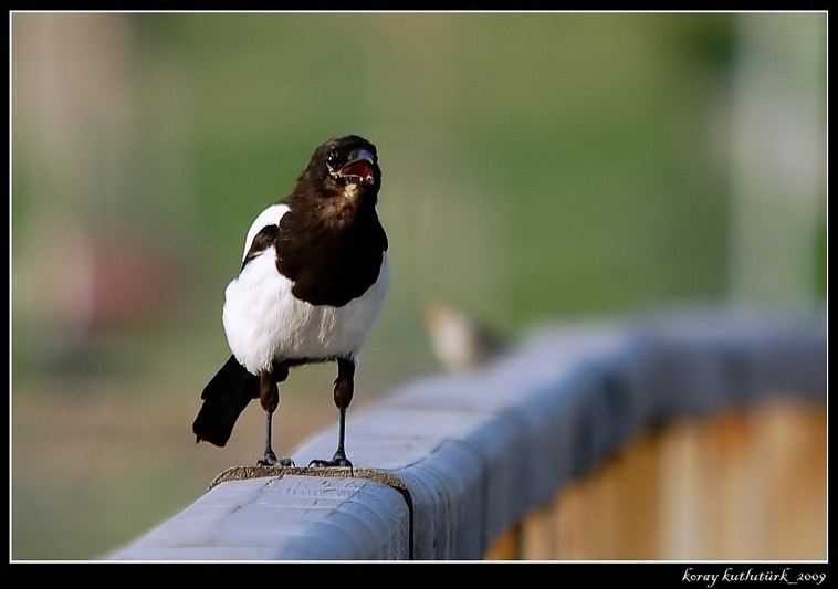 Eurasian Magpie