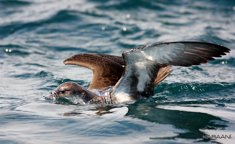 Yelkouan Shearwater