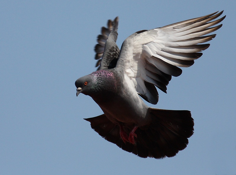 Rock Dove