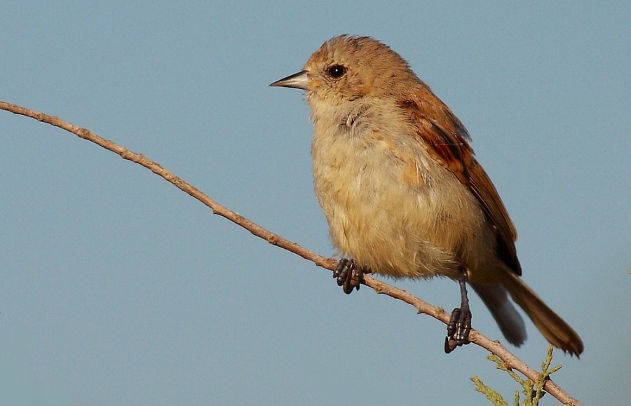 Eurasian Penduline Tit