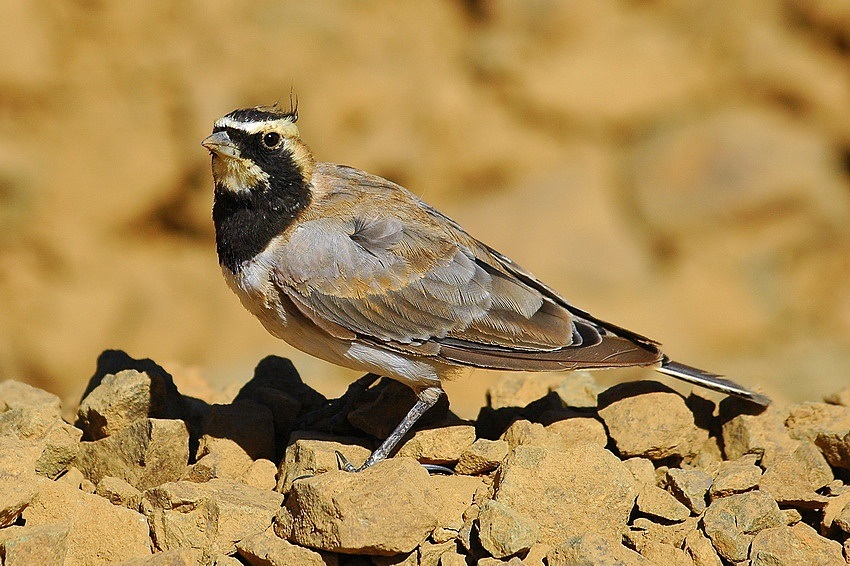 Horned Lark