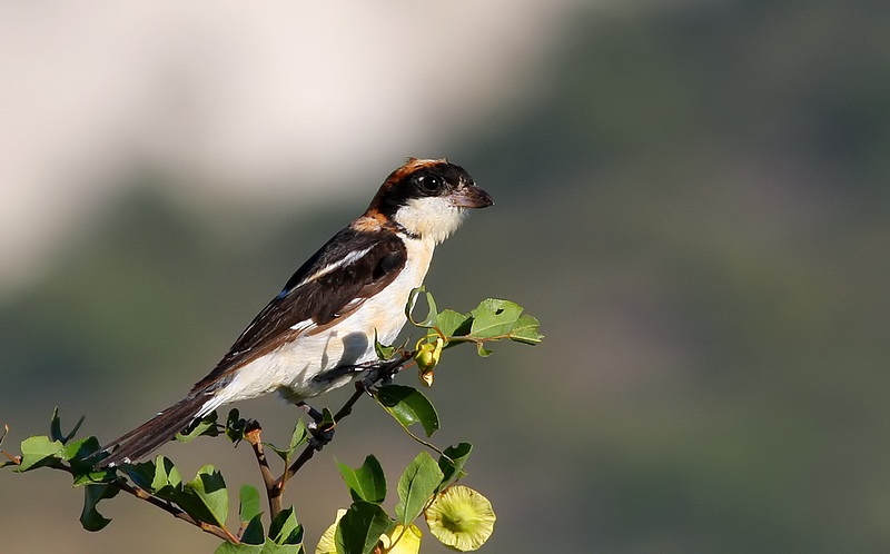 Woodchat Shrike
