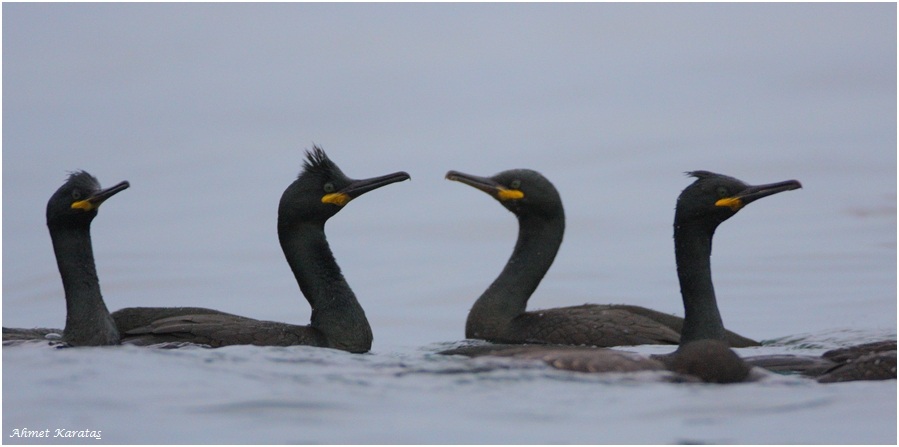 European Shag