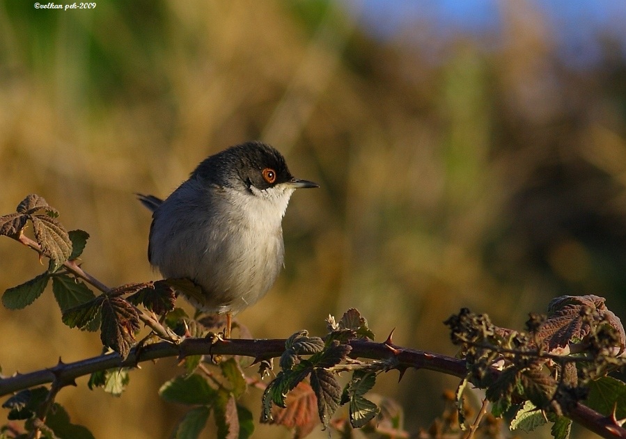 Sardinian Warbler