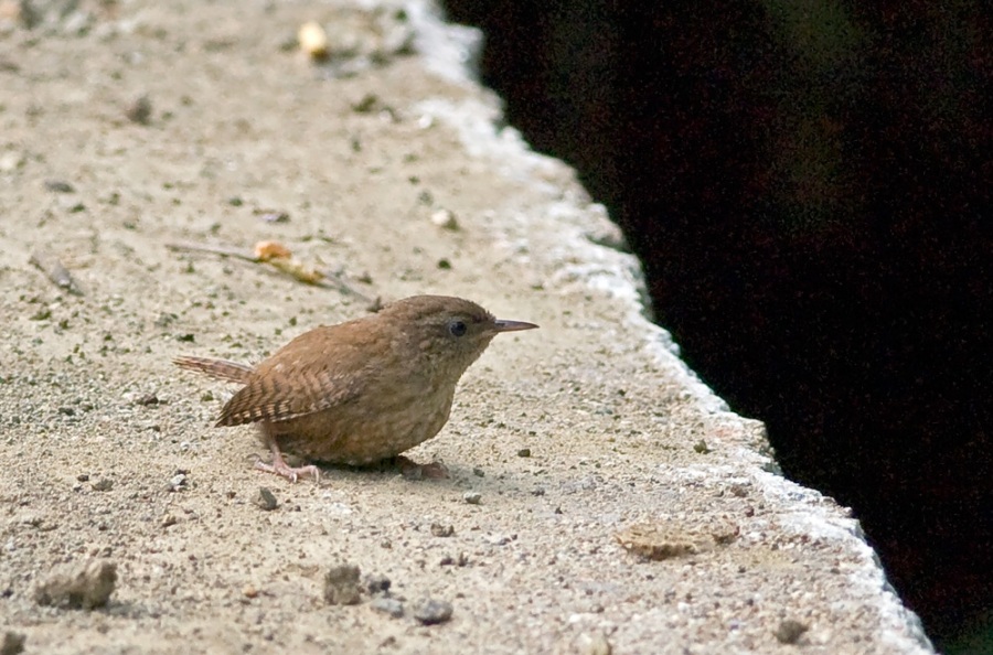Eurasian Wren