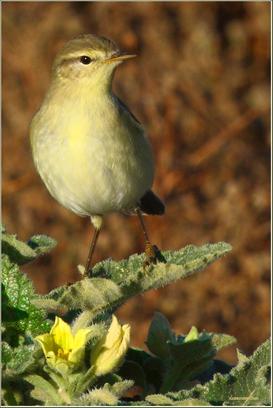 Willow Warbler