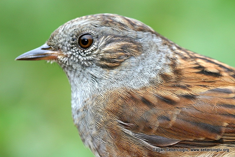 Dunnock