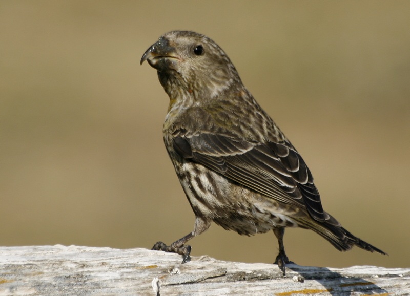 Red Crossbill