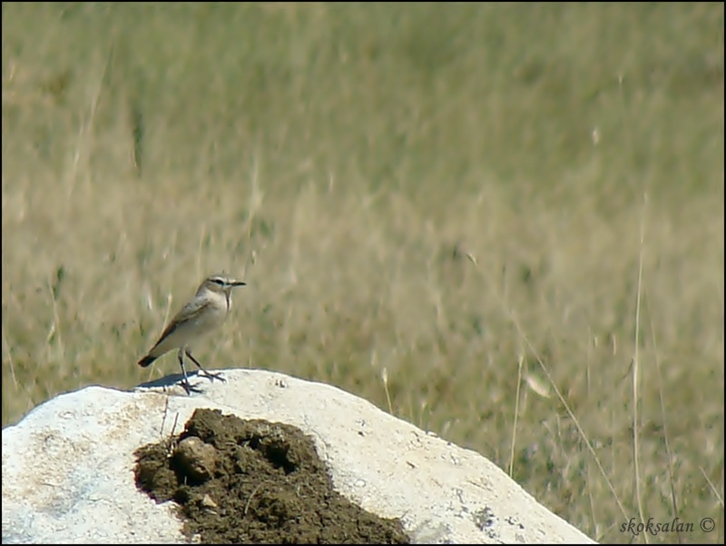 Northern Wheatear