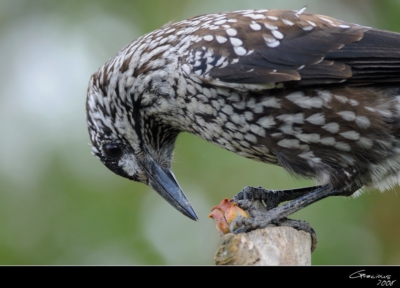 Northern Nutcracker