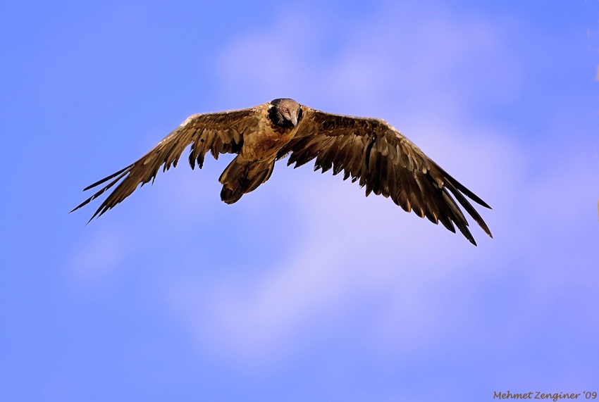 Bearded Vulture