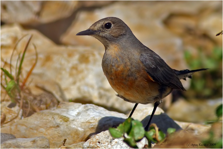 White-throated Robin