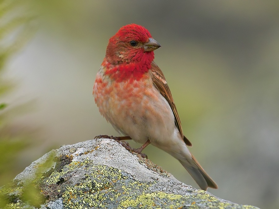 Common Rosefinch