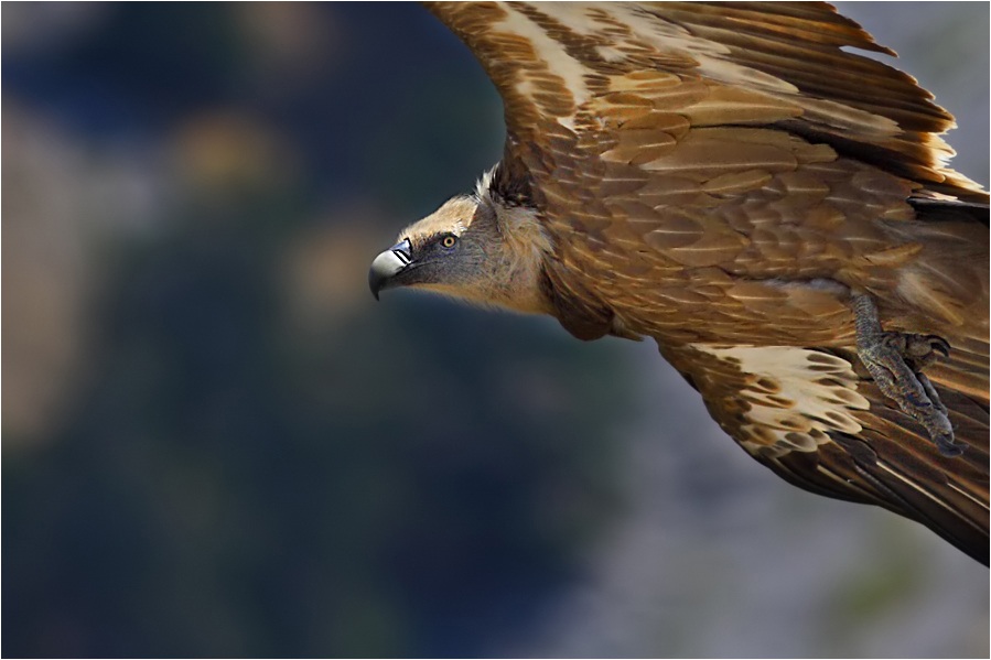 Griffon Vulture