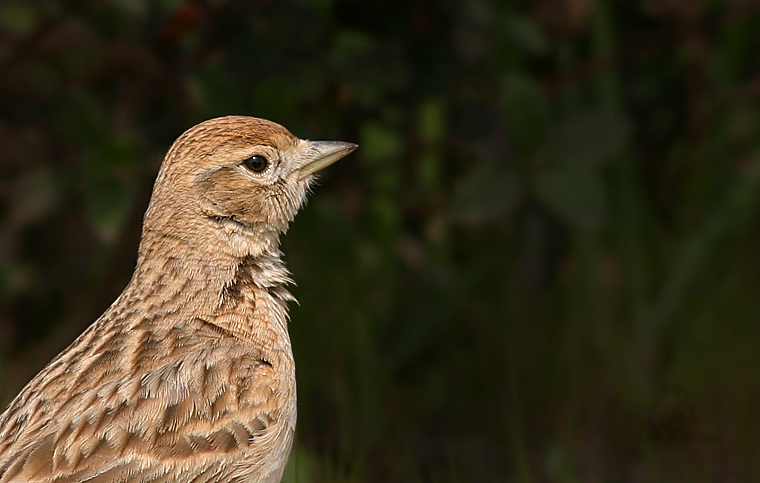 Greater Short-toed Lark