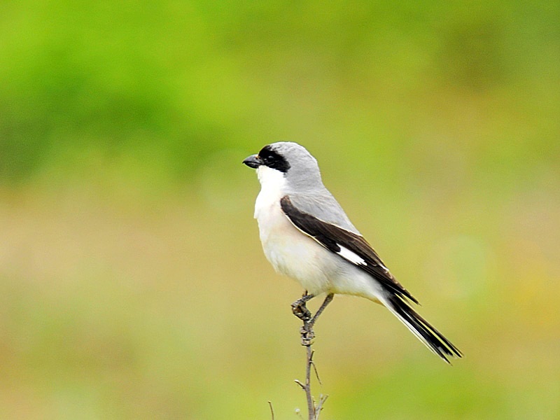 Lesser Grey Shrike