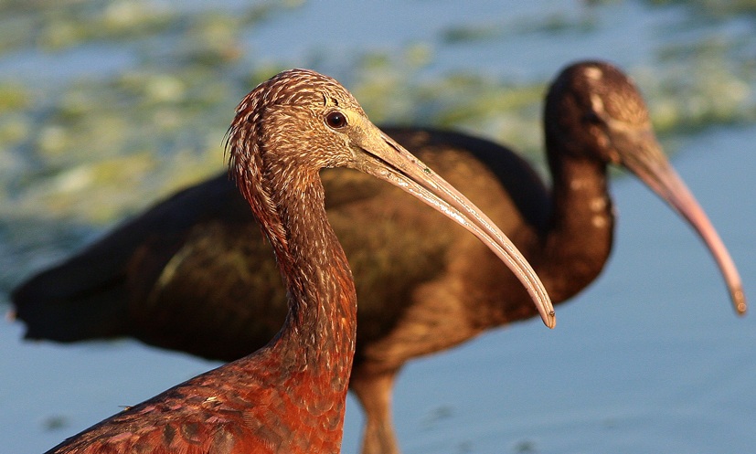 Glossy Ibis
